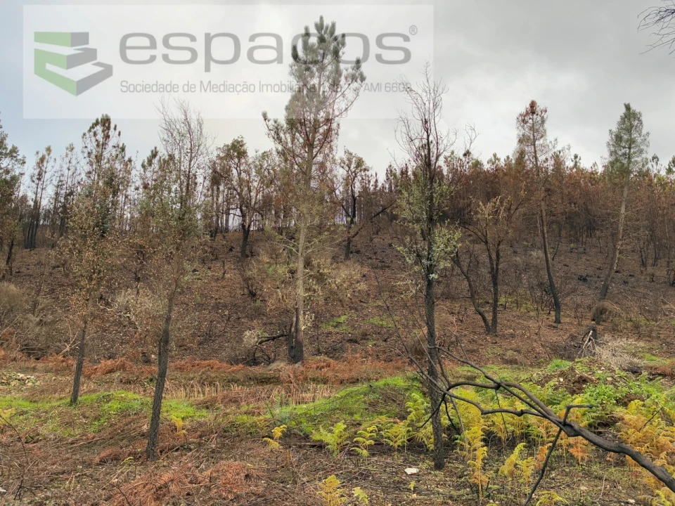 Terreno para Venda em Lavacolhos Foto 12