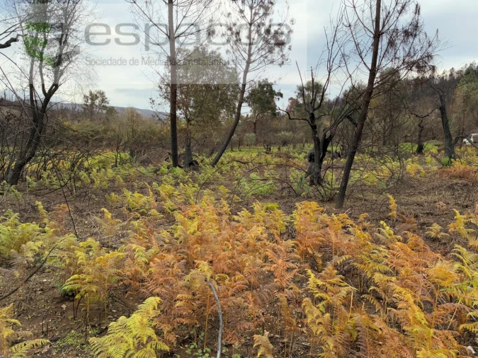 Terreno para Venda em Lavacolhos Foto 8