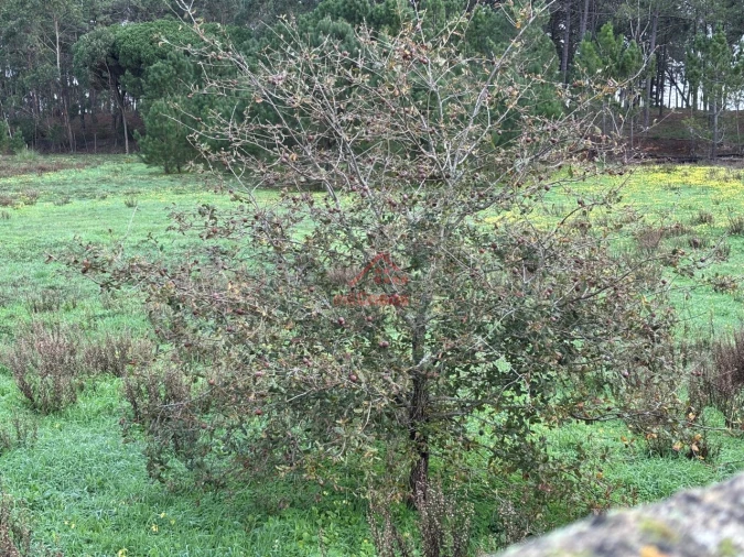 Moradia T4 para Arrendamento em Ericeira Foto 30