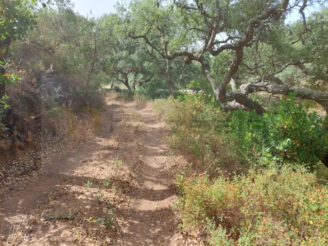 Terreno Agricola ou Rústico para Venda em Grândola e Santa Margarida da Serra Foto 5