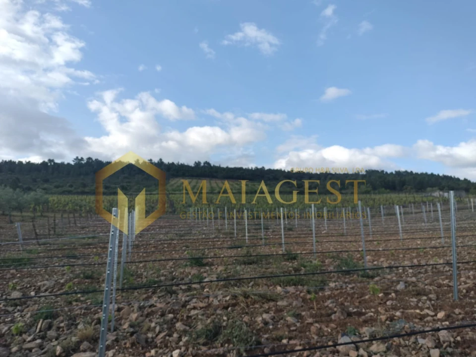 Quinta T3 para Venda em Freixo de Espada a Cinta e Mazouco Foto 11