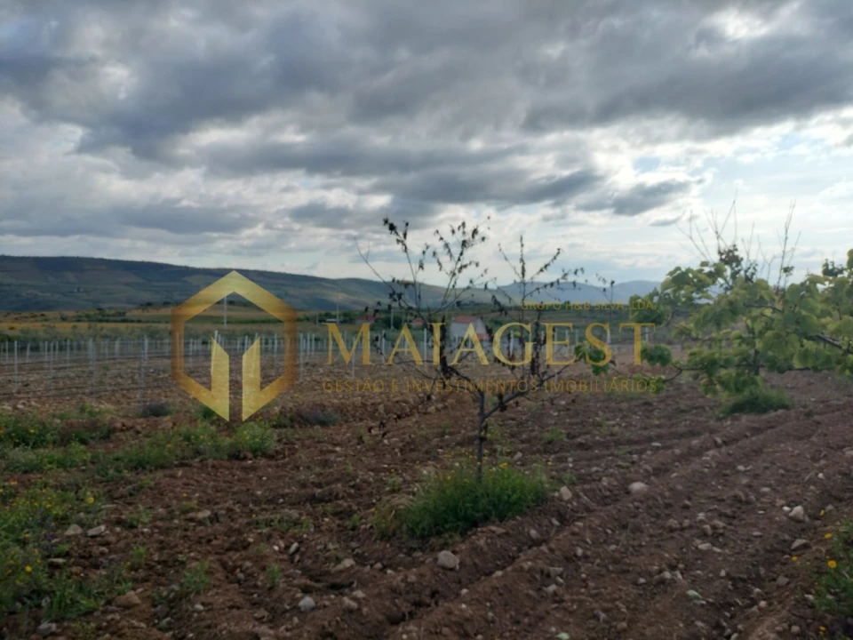 Quinta T3 para Venda em Freixo de Espada a Cinta e Mazouco Foto 18