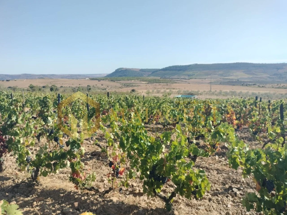 Quinta T3 para Venda em Freixo de Espada a Cinta e Mazouco Foto 29
