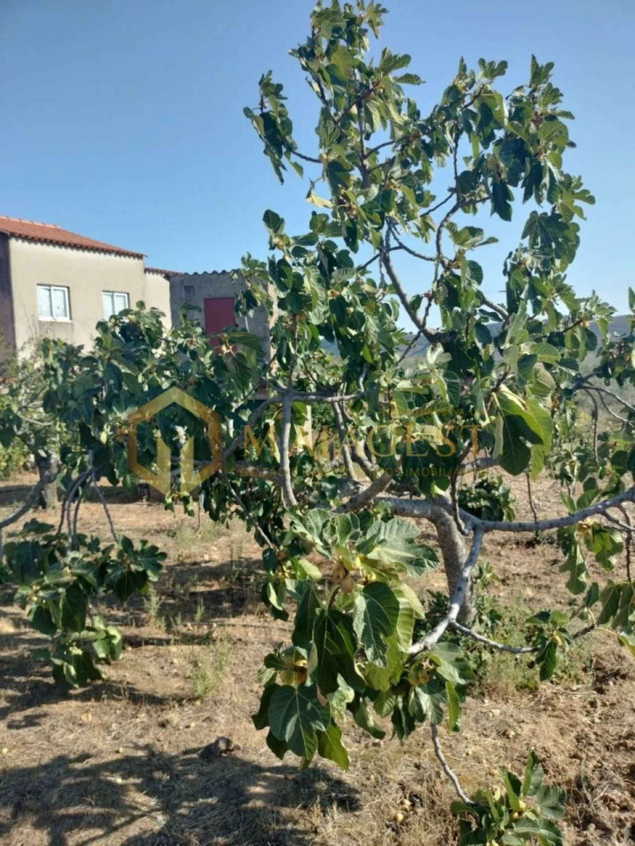 Quinta T3 para Venda em Freixo de Espada a Cinta e Mazouco Foto 30
