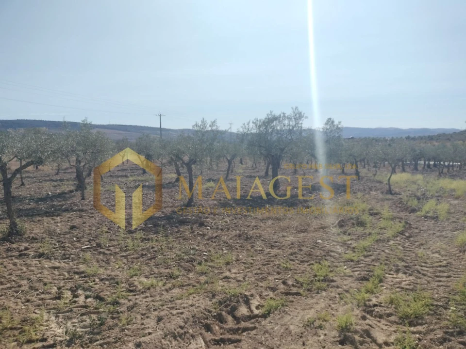 Quinta T3 para Venda em Freixo de Espada a Cinta e Mazouco Foto 31