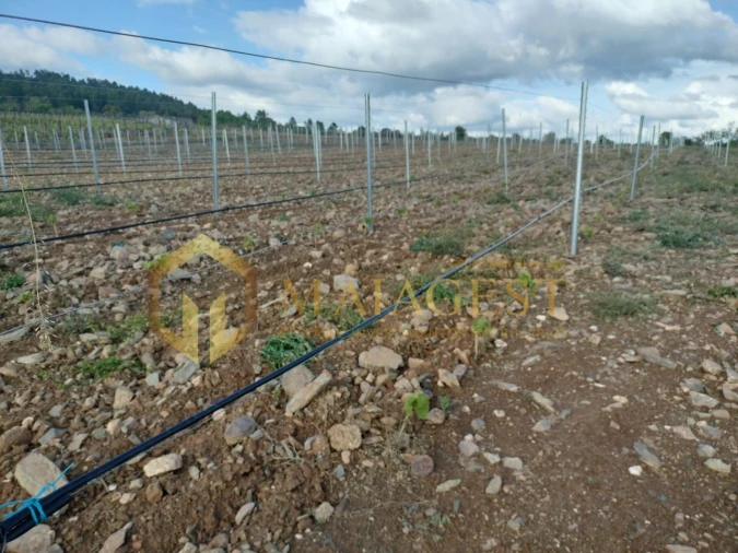 Quinta T3 para Venda em Freixo de Espada a Cinta e Mazouco Foto 8