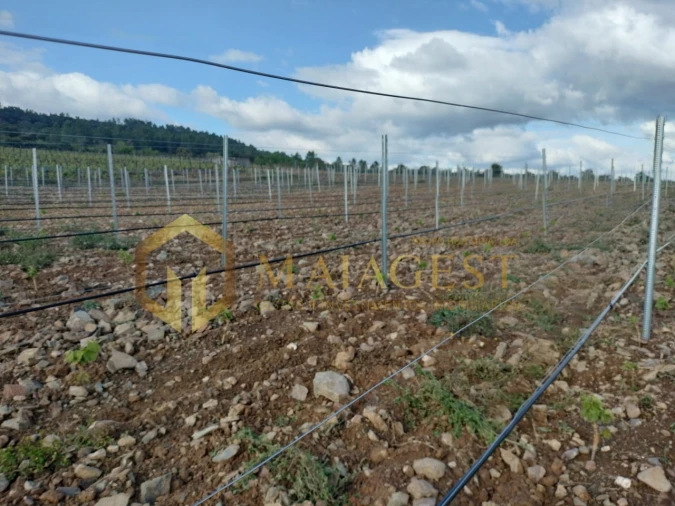 Quinta T3 para Venda em Freixo de Espada a Cinta e Mazouco Foto 9