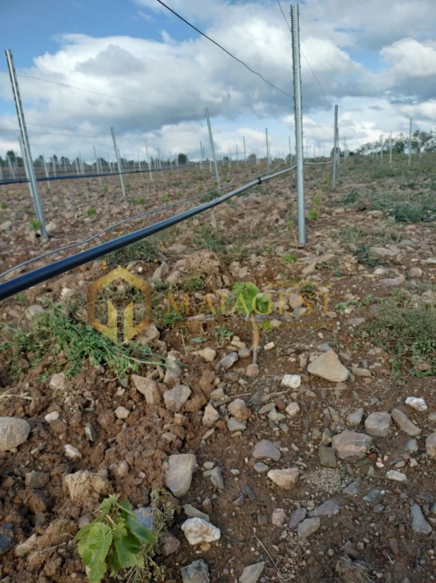 Quinta T3 para Venda em Freixo de Espada a Cinta e Mazouco Foto 10