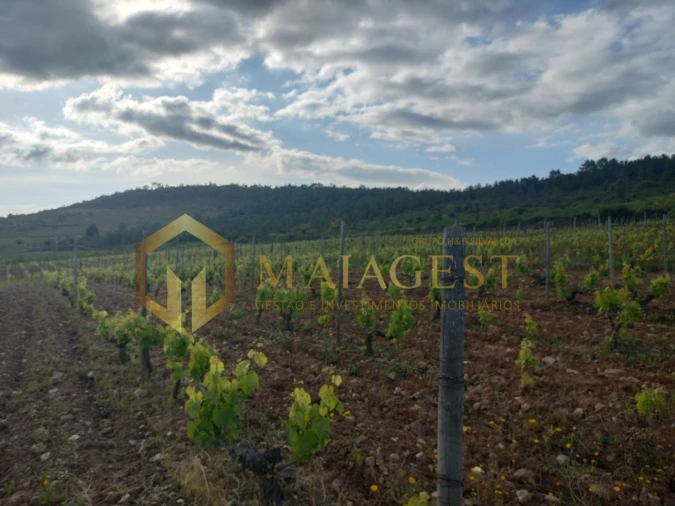 Quinta T3 para Venda em Freixo de Espada a Cinta e Mazouco Foto 12