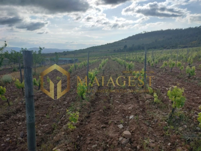 Quinta T3 para Venda em Freixo de Espada a Cinta e Mazouco Foto 13