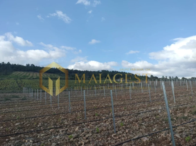 Quinta T3 para Venda em Freixo de Espada a Cinta e Mazouco Foto 16