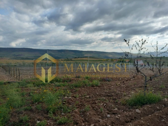 Quinta T3 para Venda em Freixo de Espada a Cinta e Mazouco Foto 19
