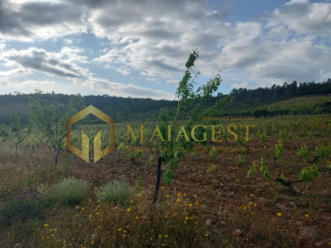 Quinta T3 para Venda em Freixo de Espada a Cinta e Mazouco Foto 21