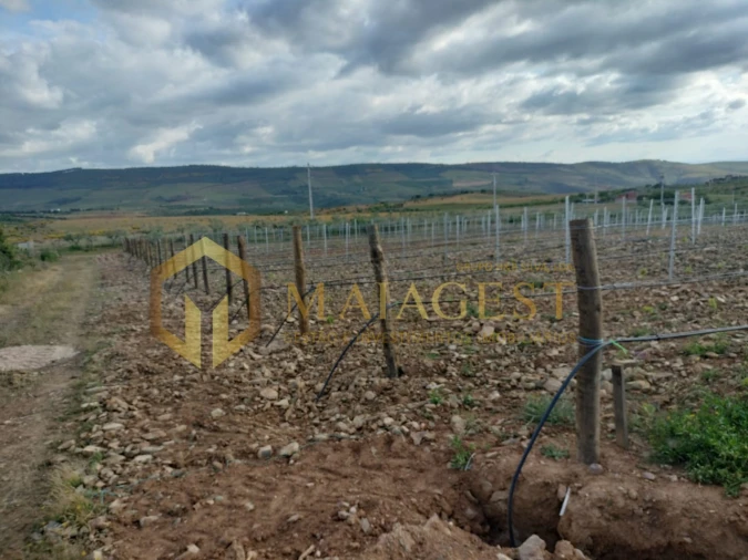Quinta T3 para Venda em Freixo de Espada a Cinta e Mazouco Foto 22
