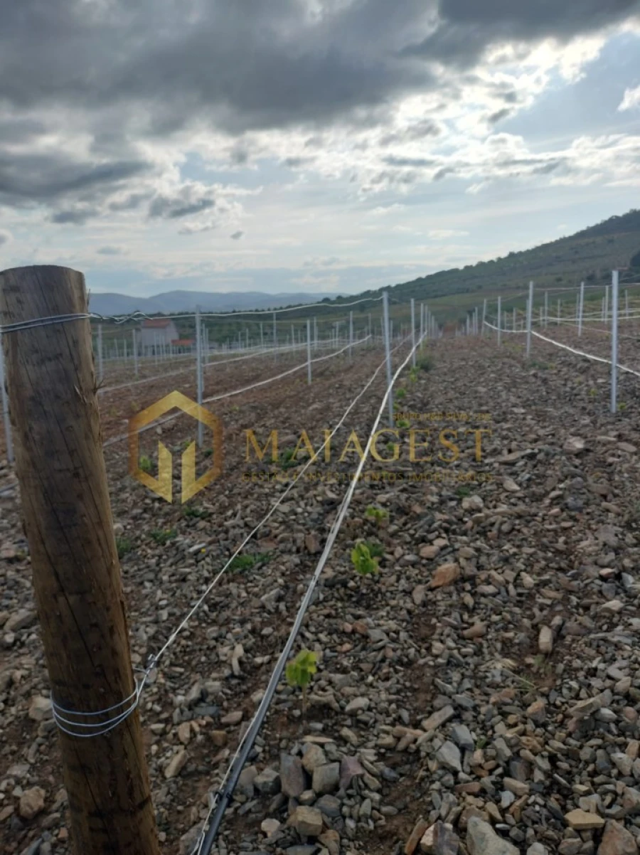 Quinta T3 para Venda em Freixo de Espada a Cinta e Mazouco Foto 26