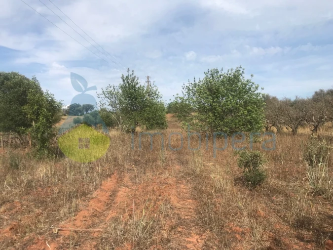 Terreno Agricola ou Rústico para Venda em Paderne Foto 9