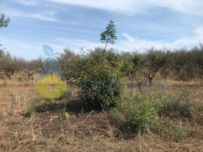 Terreno Agricola ou Rústico para Venda em Paderne Foto 13
