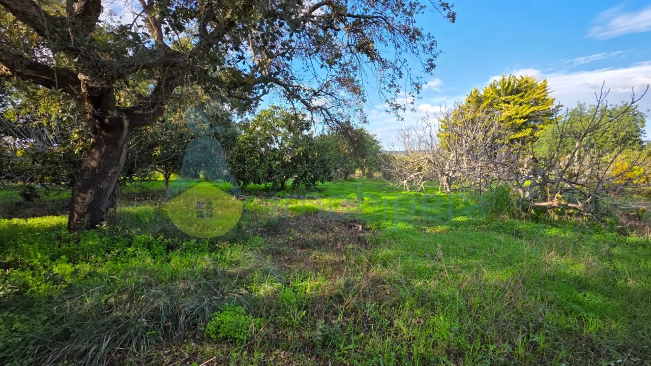 Terreno Agricola ou Rústico para Venda em Alcantarilha e Pêra Foto 5