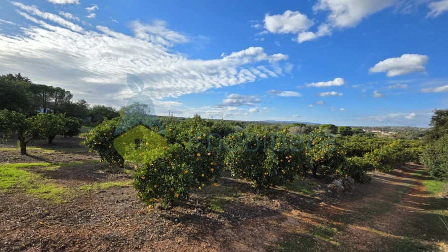 Terreno Agricola ou Rústico para Venda em Alcantarilha e Pêra Foto 3