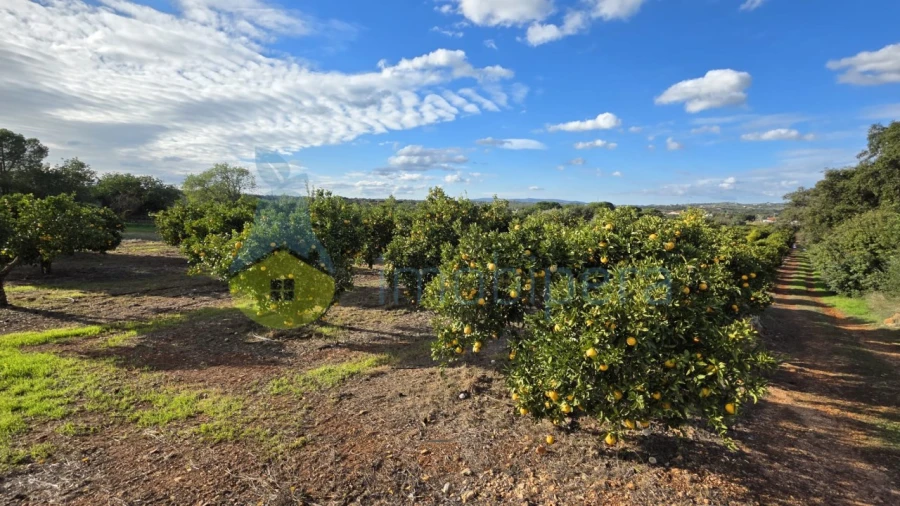 Terreno Agricola ou Rústico para Venda em Alcantarilha e Pêra Foto 4