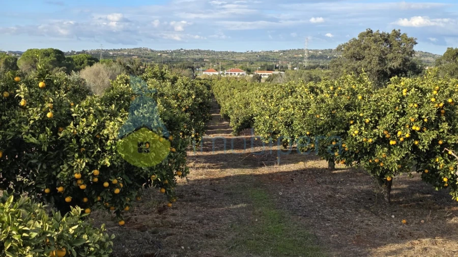 Terreno Agricola ou Rústico para Venda em Alcantarilha e Pêra Foto 7