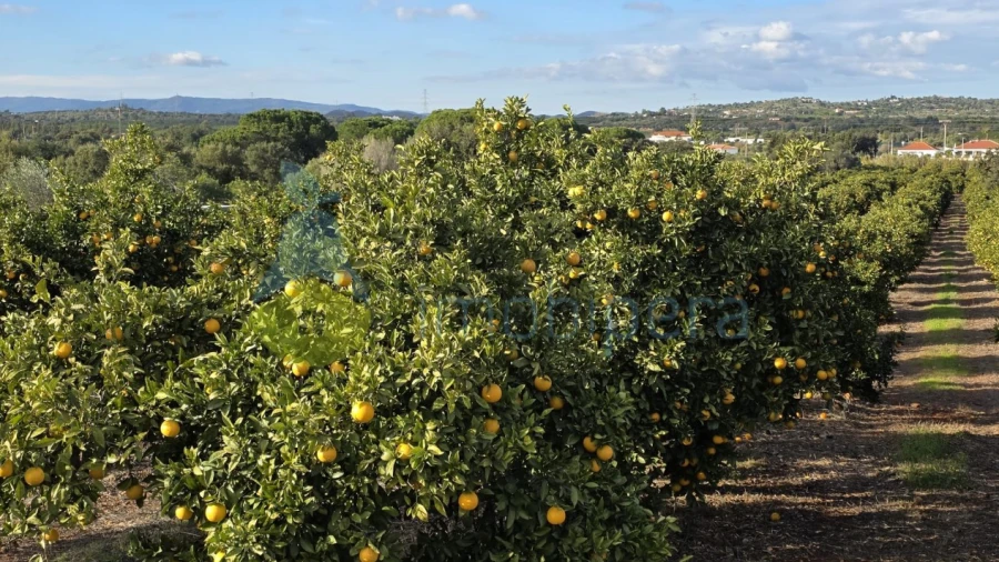 Terreno Agricola ou Rústico para Venda em Alcantarilha e Pêra