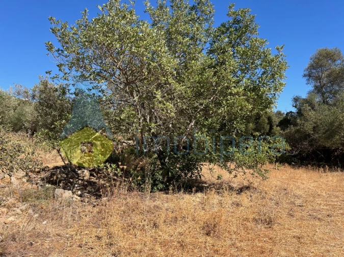 Terreno Misto para Venda em Paderne Foto 14