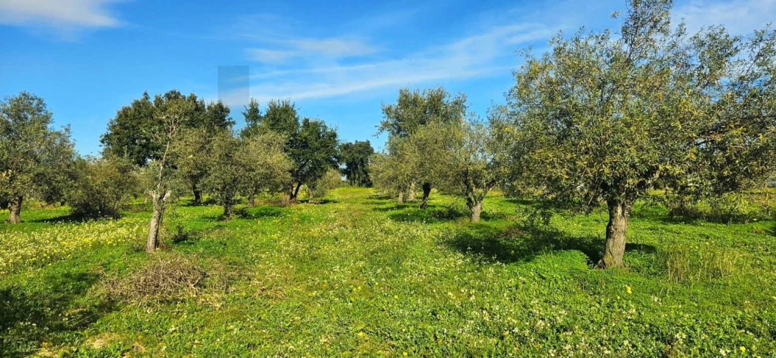 Terreno para Venda em Melides Foto 6