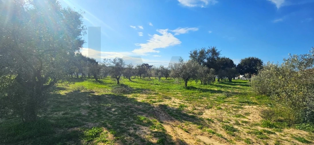 Terreno para Venda em Melides Foto 13