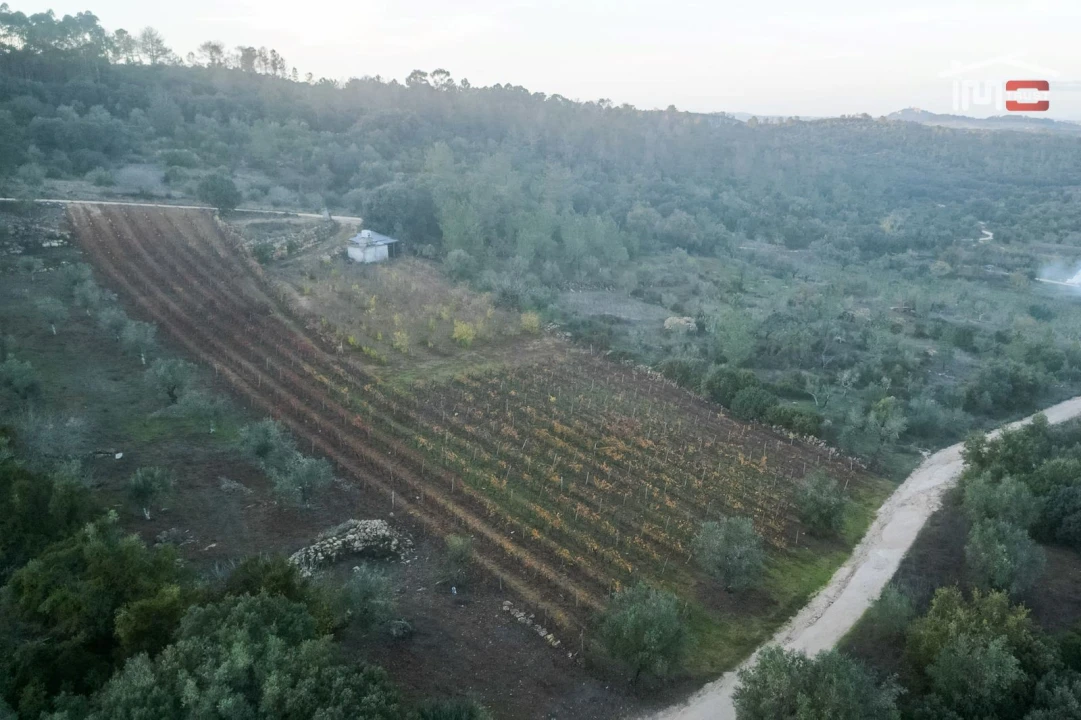 Terreno Agricola ou Rústico para Arrendamento em Nossa Senhora das Misericordias Foto 2