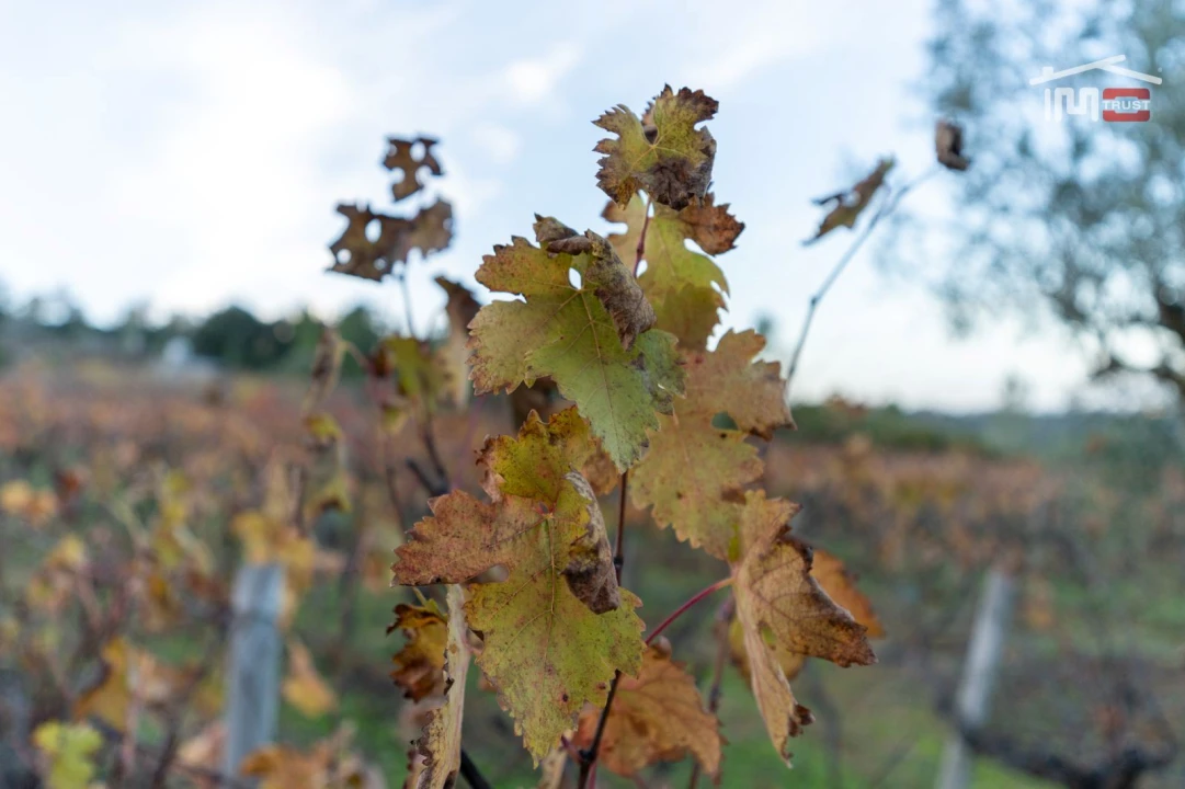 Terreno Agricola ou Rústico para Arrendamento em Nossa Senhora das Misericordias Foto 4