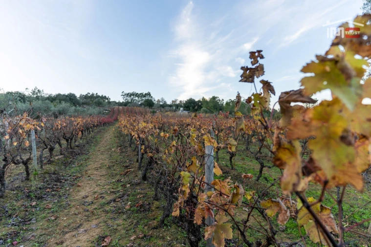 Terreno Agricola ou Rústico para Arrendamento em Nossa Senhora das Misericordias Foto 5