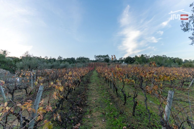 Terreno Agricola ou Rústico para Arrendamento em Nossa Senhora das Misericordias Foto 6