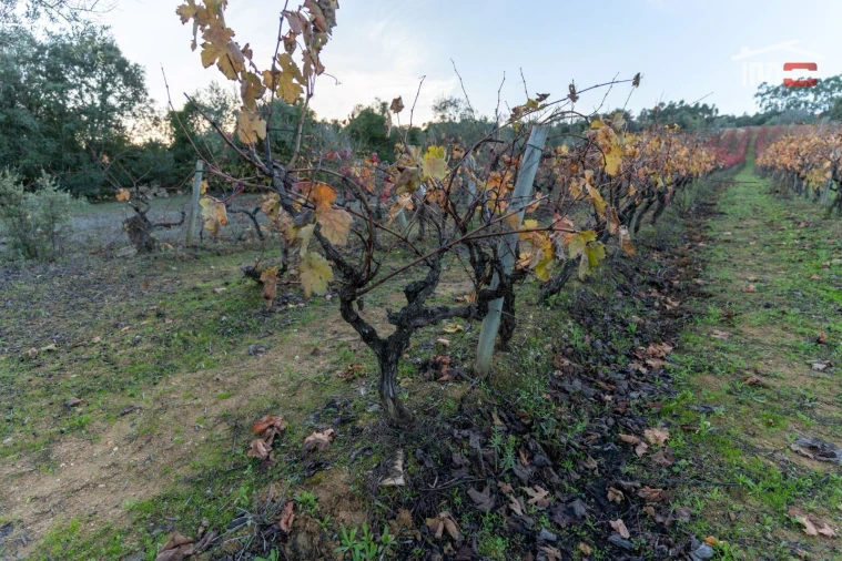 Terreno Agricola ou Rústico para Arrendamento em Nossa Senhora das Misericordias Foto 8