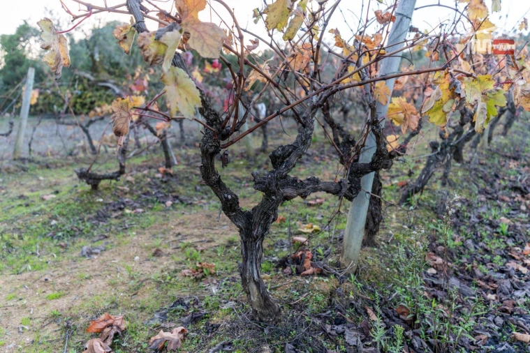 Terreno Agricola ou Rústico para Arrendamento em Nossa Senhora das Misericordias Foto 9