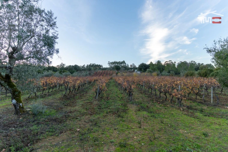 Terreno Agricola ou Rústico para Arrendamento em Nossa Senhora das Misericordias Foto 12