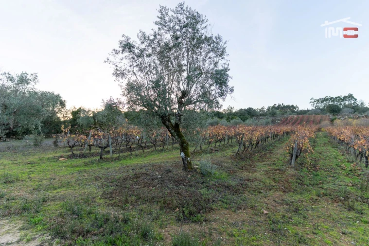 Terreno Agricola ou Rústico para Arrendamento em Nossa Senhora das Misericordias Foto 13