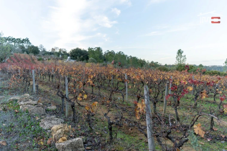 Terreno Agricola ou Rústico para Arrendamento em Nossa Senhora das Misericordias Foto 14