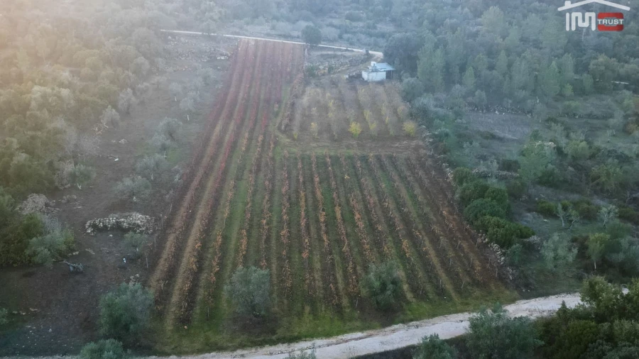 Terreno Agricola ou Rústico para Arrendamento em Nossa Senhora das Misericordias