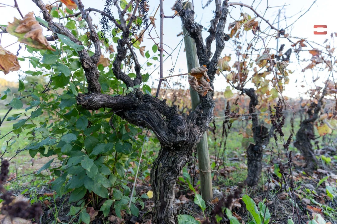 Terreno Agricola ou Rústico para Arrendamento em Nossa Senhora das Misericordias Foto 6