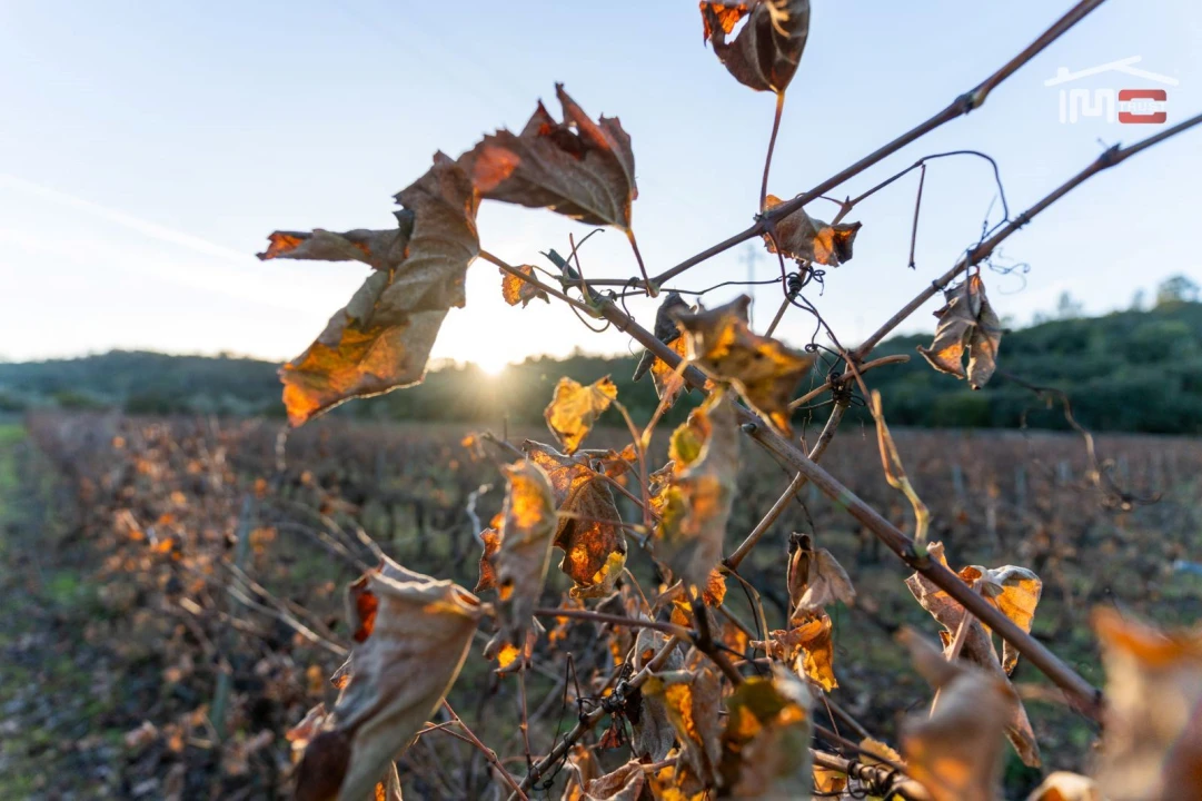 Terreno Agricola ou Rústico para Arrendamento em Nossa Senhora das Misericordias Foto 8