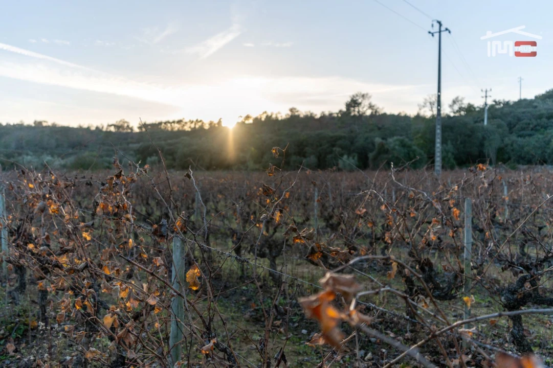 Terreno Agricola ou Rústico para Arrendamento em Nossa Senhora das Misericordias Foto 9
