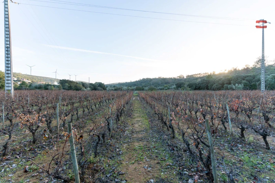 Terreno Agricola ou Rústico para Arrendamento em Nossa Senhora das Misericordias Foto 14