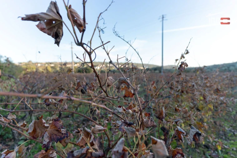 Terreno Agricola ou Rústico para Arrendamento em Nossa Senhora das Misericordias Foto 4
