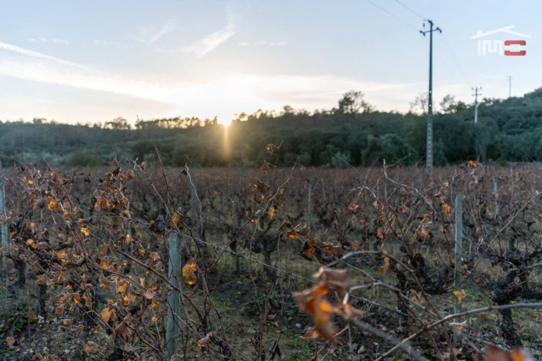 Terreno Agricola ou Rústico para Arrendamento em Nossa Senhora das Misericordias Foto 9