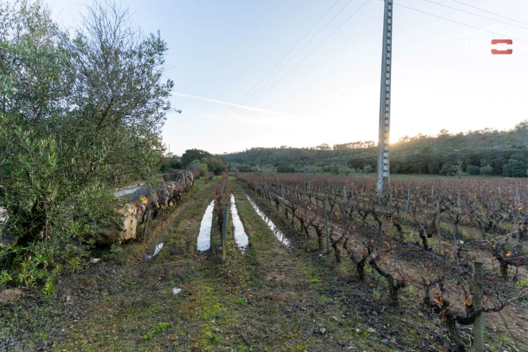 Terreno Agricola ou Rústico para Arrendamento em Nossa Senhora das Misericordias Foto 10