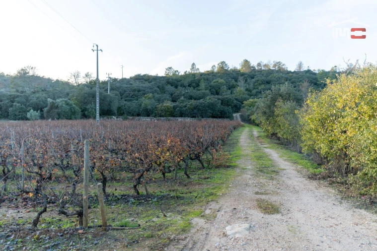 Terreno Agricola ou Rústico para Arrendamento em Nossa Senhora das Misericordias Foto 12