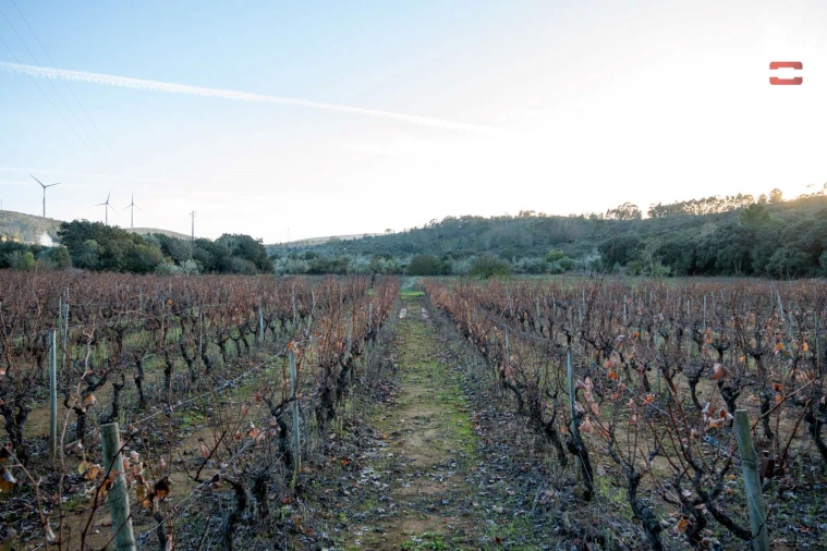 Terreno Agricola ou Rústico para Arrendamento em Nossa Senhora das Misericordias Foto 13