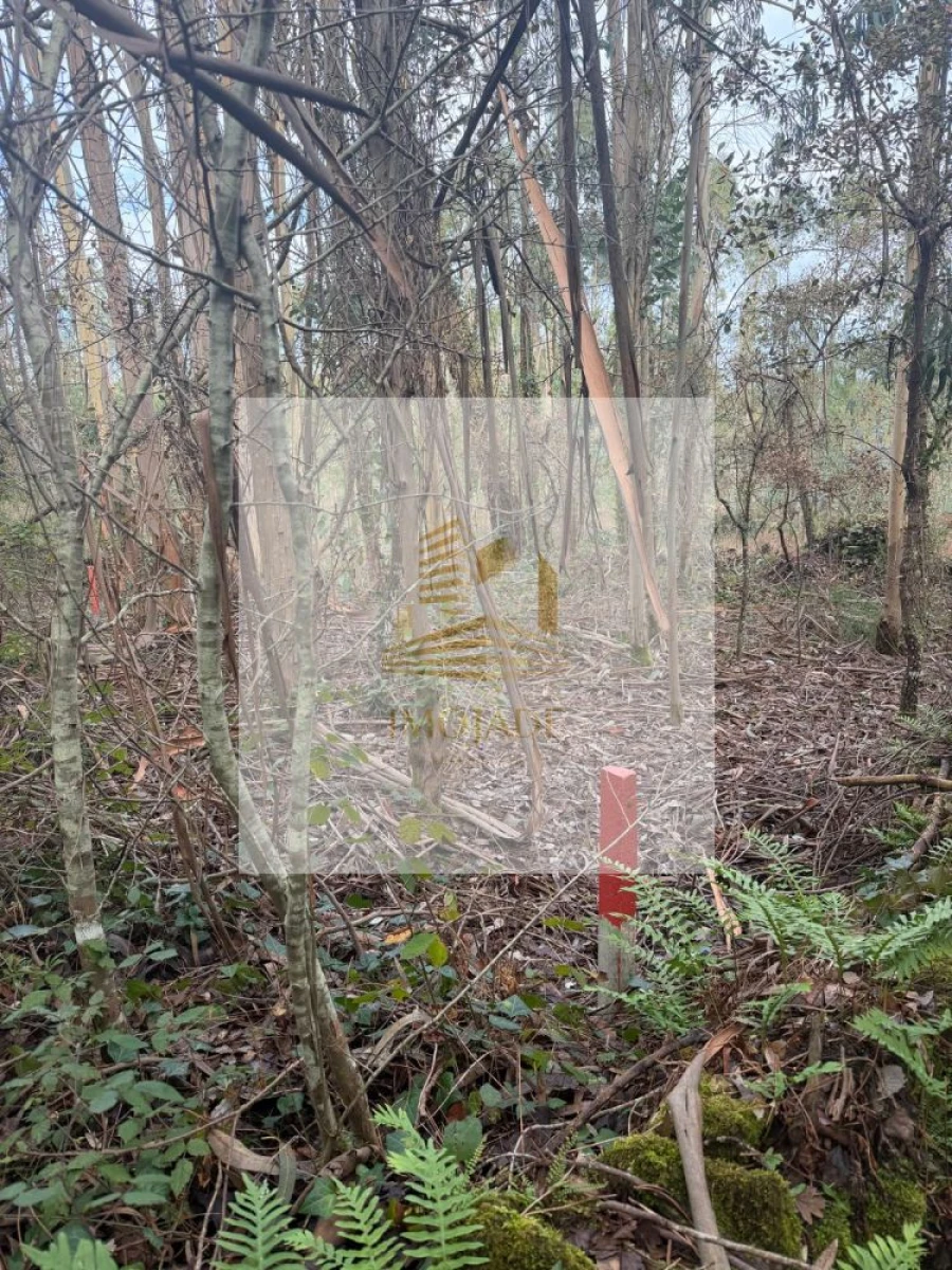 Terreno para Venda em São Mamede Foto 11