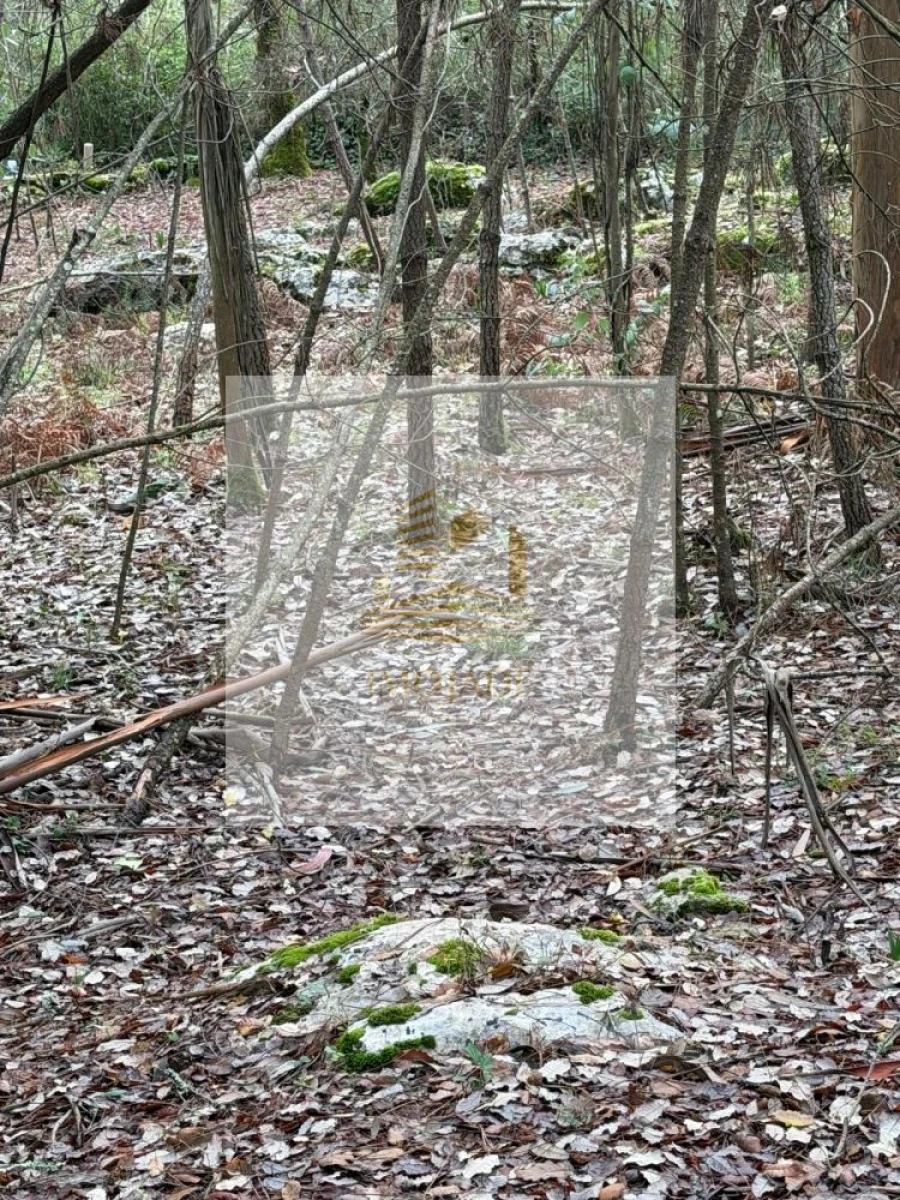 Terreno para Venda em São Mamede Foto 5